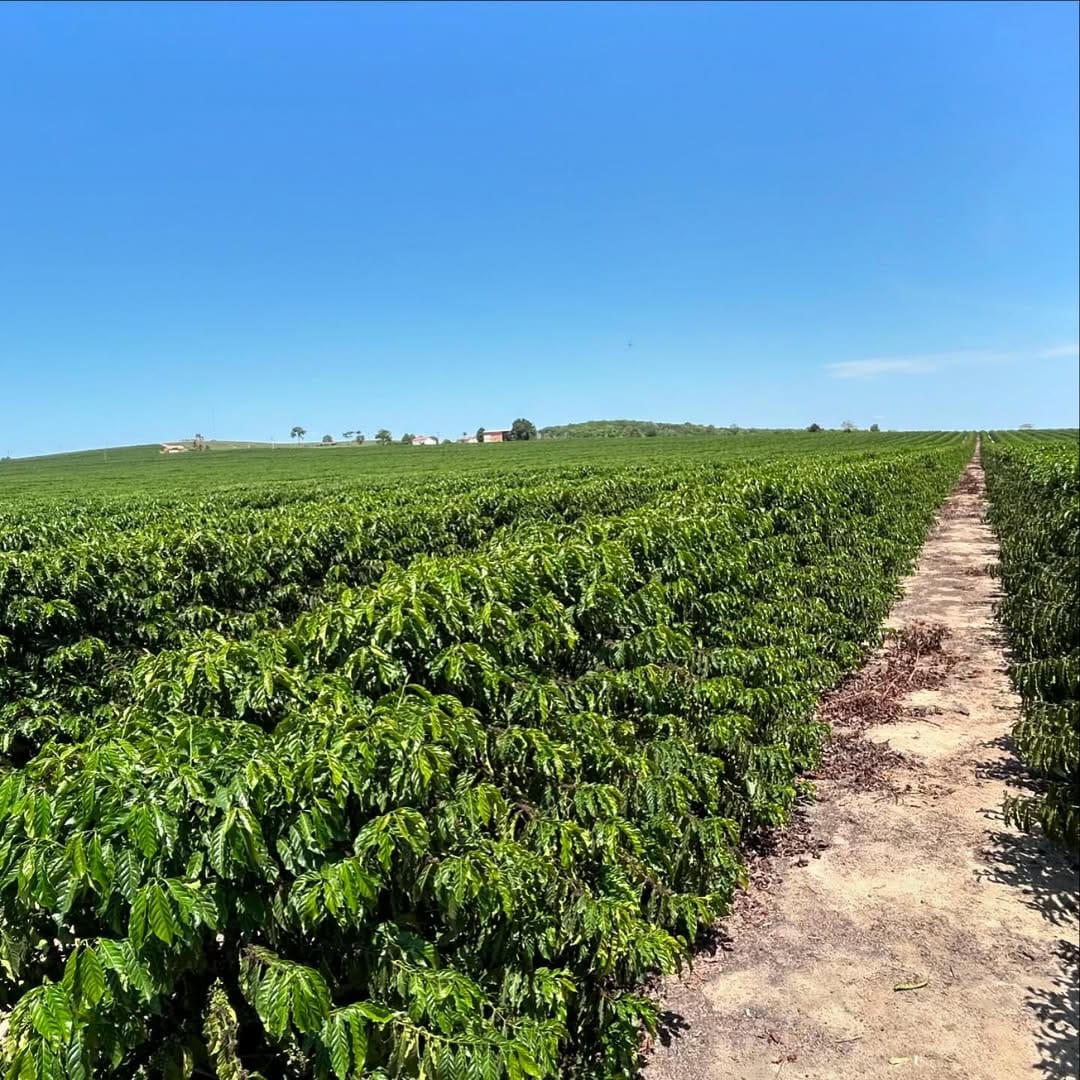 Plantação de Café - Fazenda Bergamin